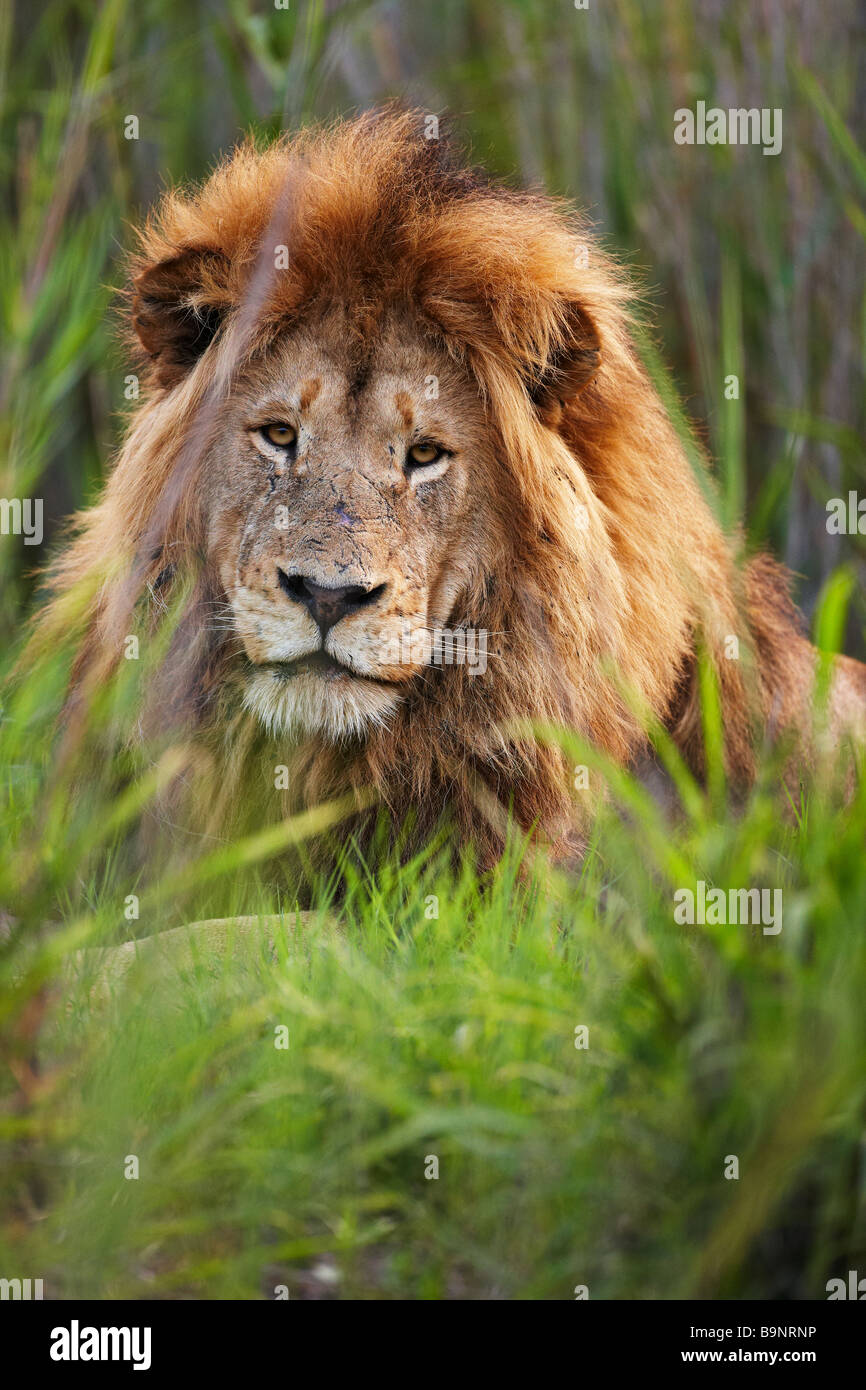portrait of a male lion in the bush, Kruger National Park, South Africa Stock Photo