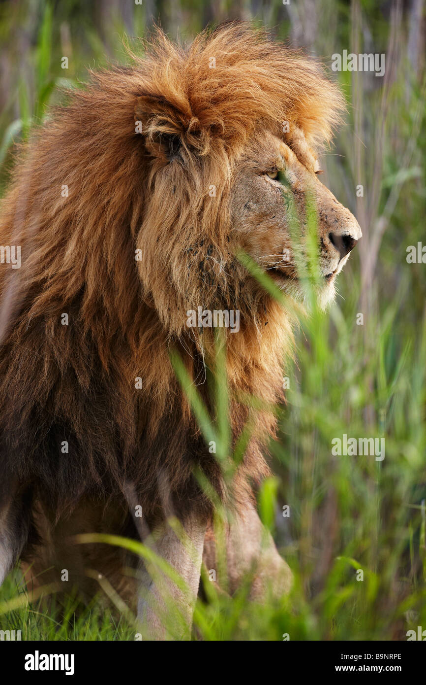 Male South African Lion High Resolution Stock Photography and Images ...