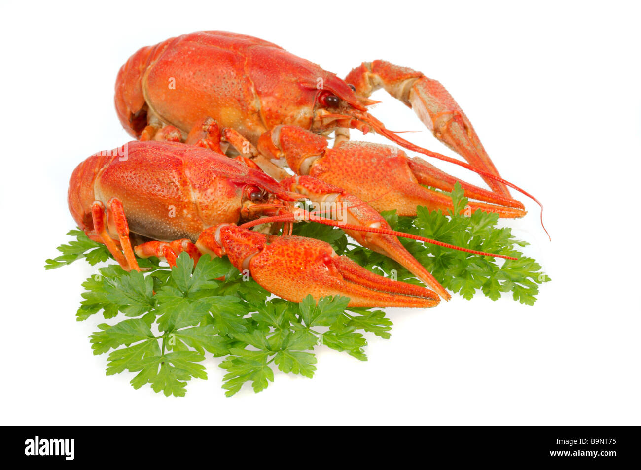 River crayfish on a white background It is very tasty and dietary food Stock Photo