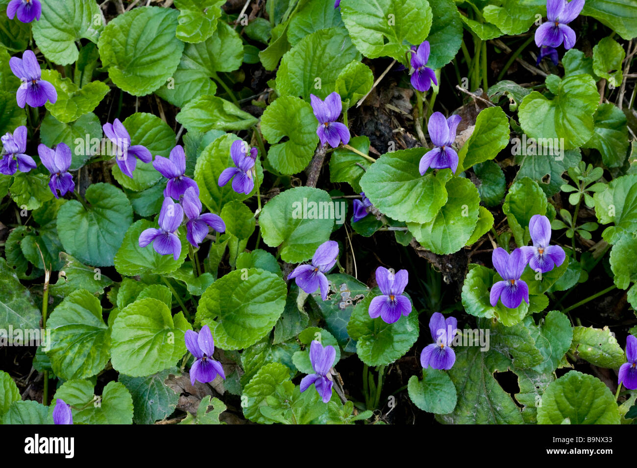 Sweet Violets Viola odorata in spring on woodland bank Dorset Stock