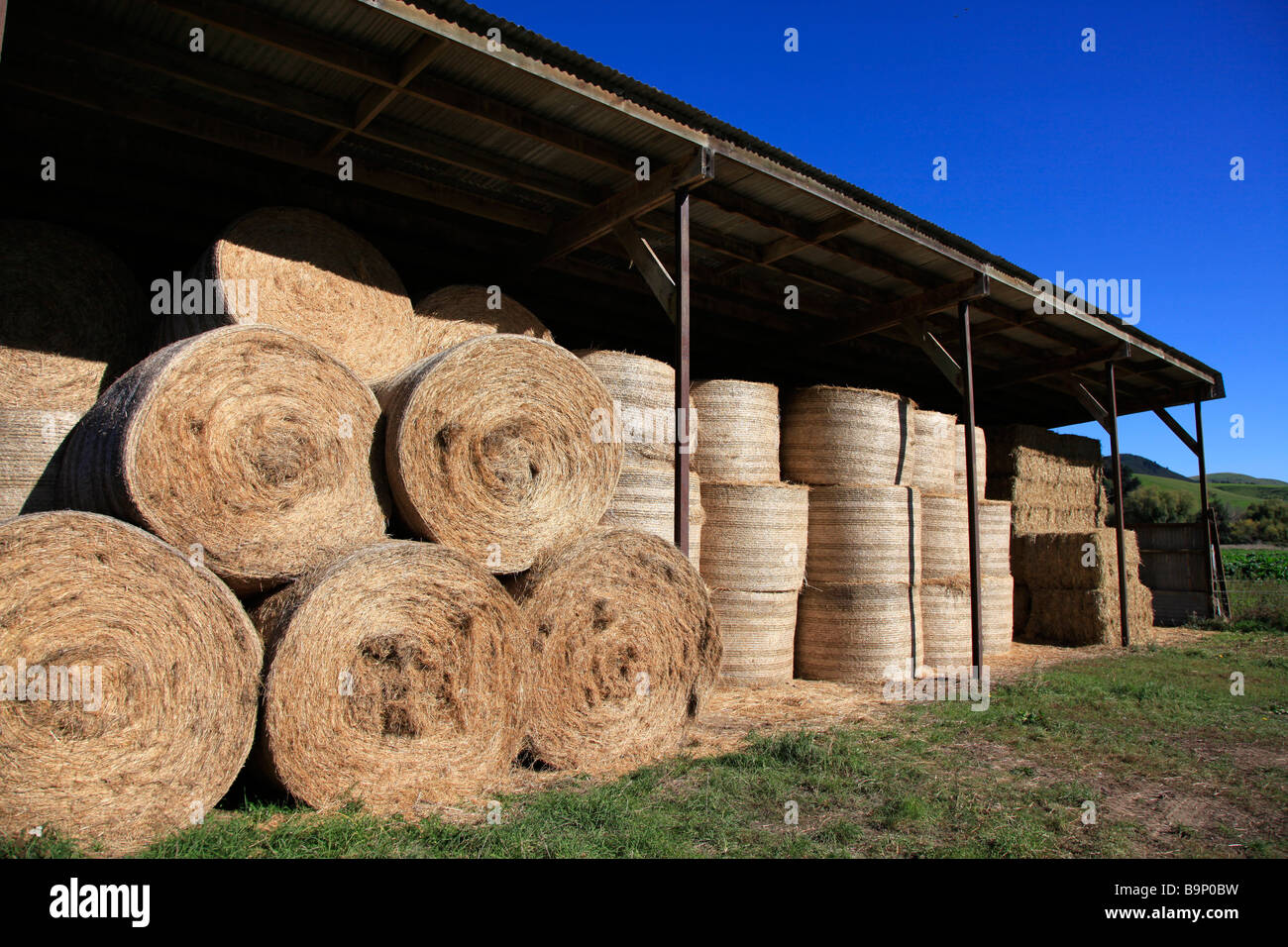 Round Straw Bales Stacked In Barn For Winter Animal Feed Stock