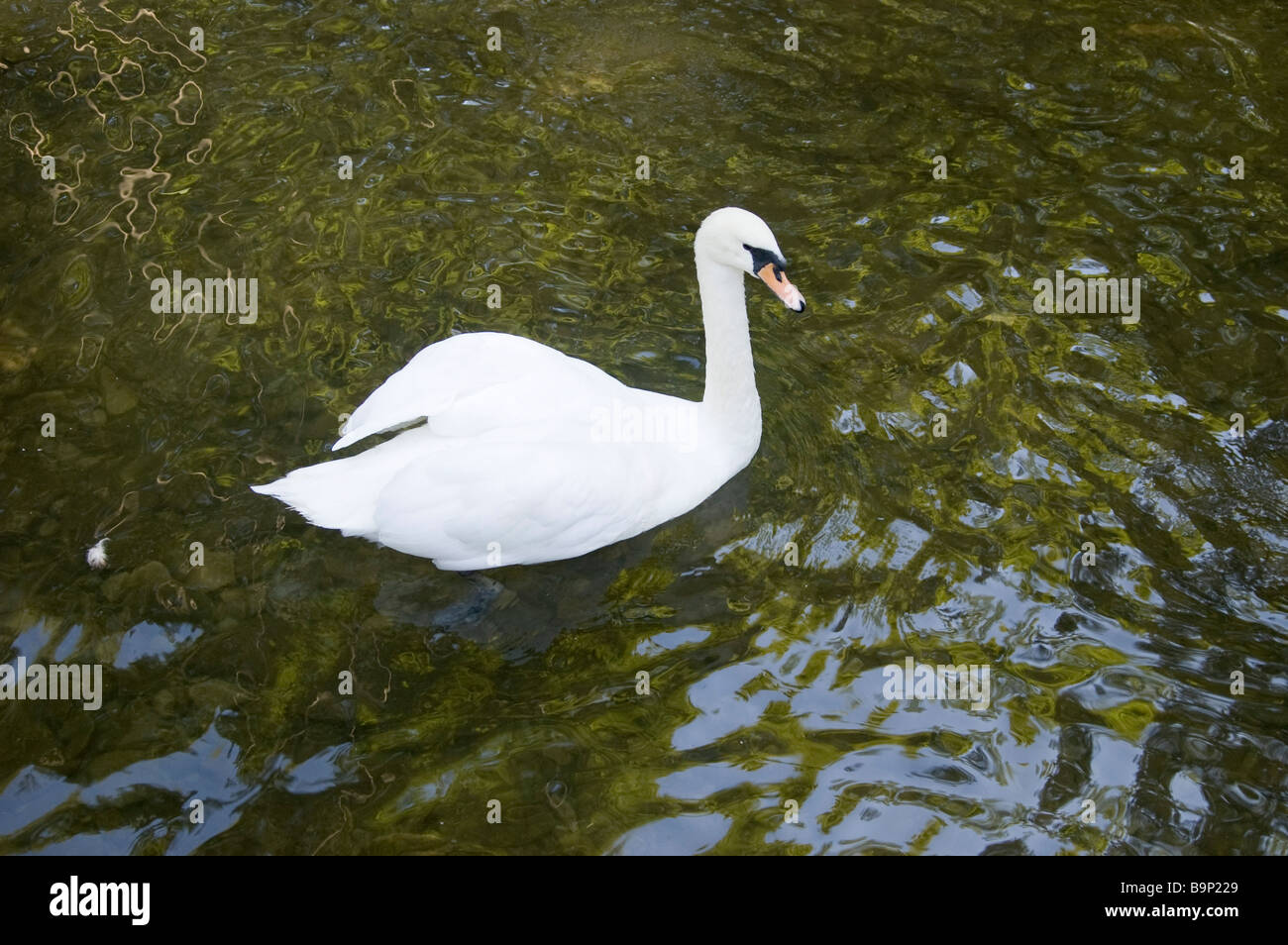 swans in owen sound ontario canada Stock Photo