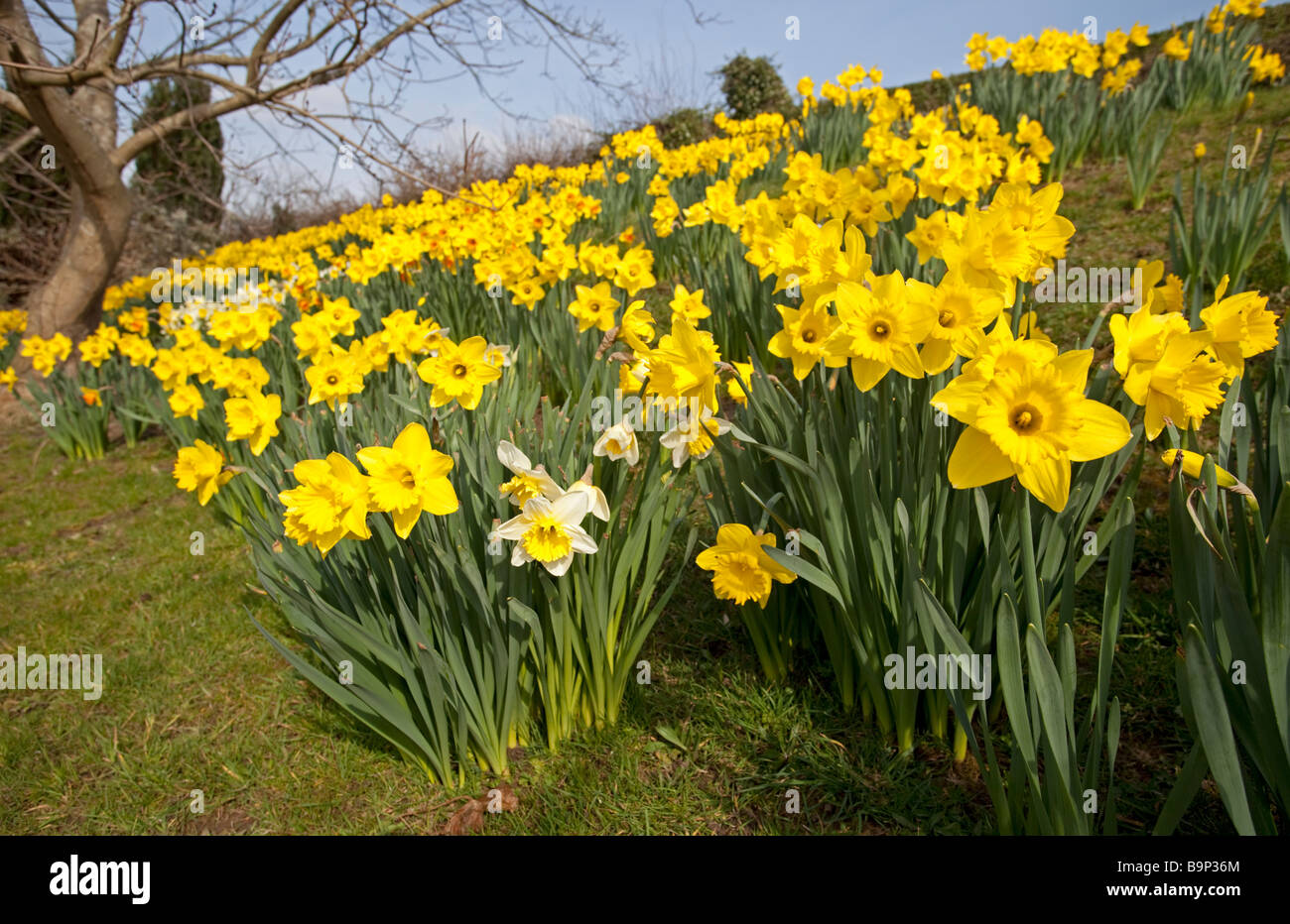 Large bank of flowering daffodils in spring sunshine Woodmancote UK