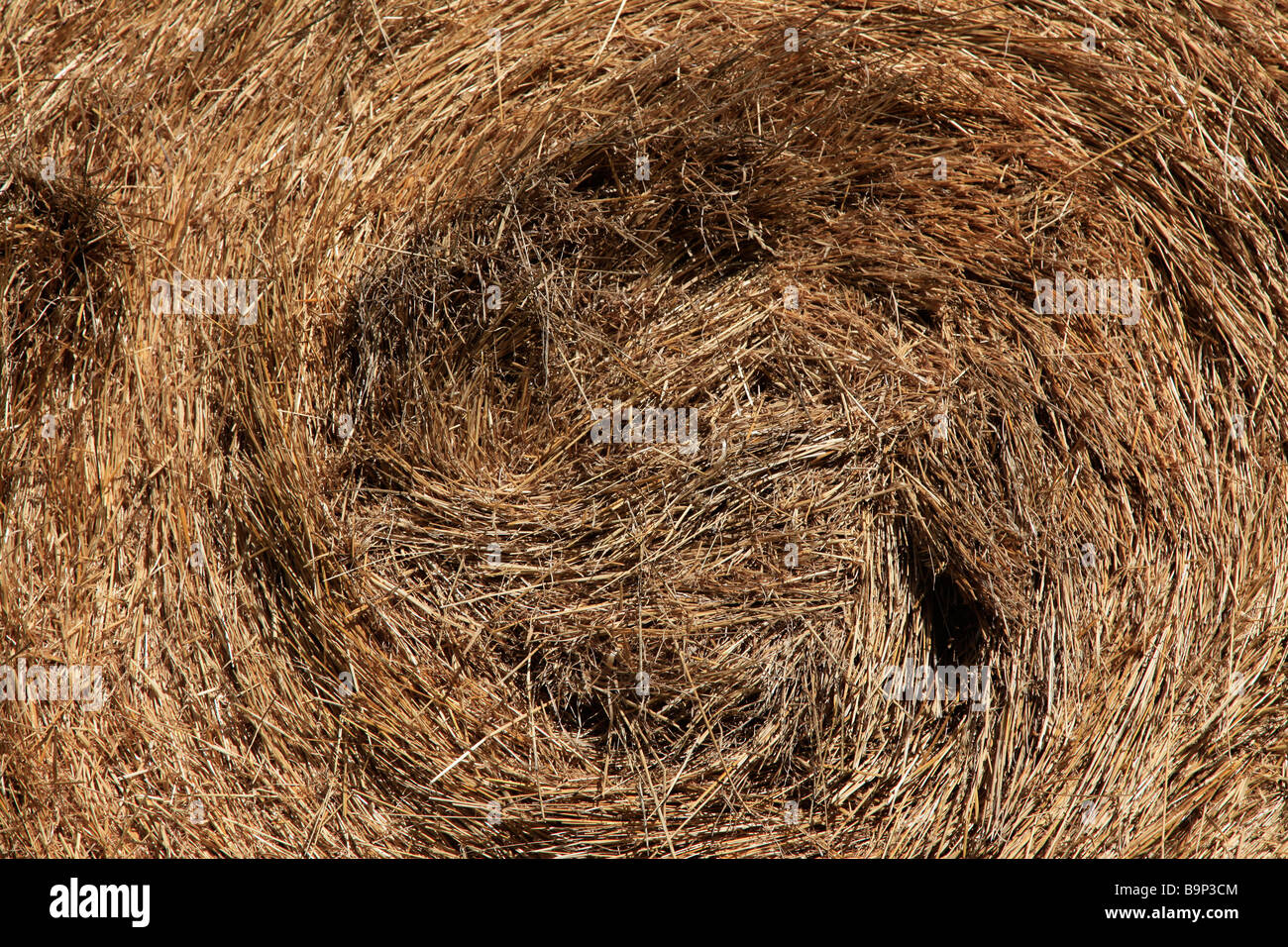 Round straw bale stored in barn for supplementary animal feed, Canterbury,South Island,New Zealand Stock Photo