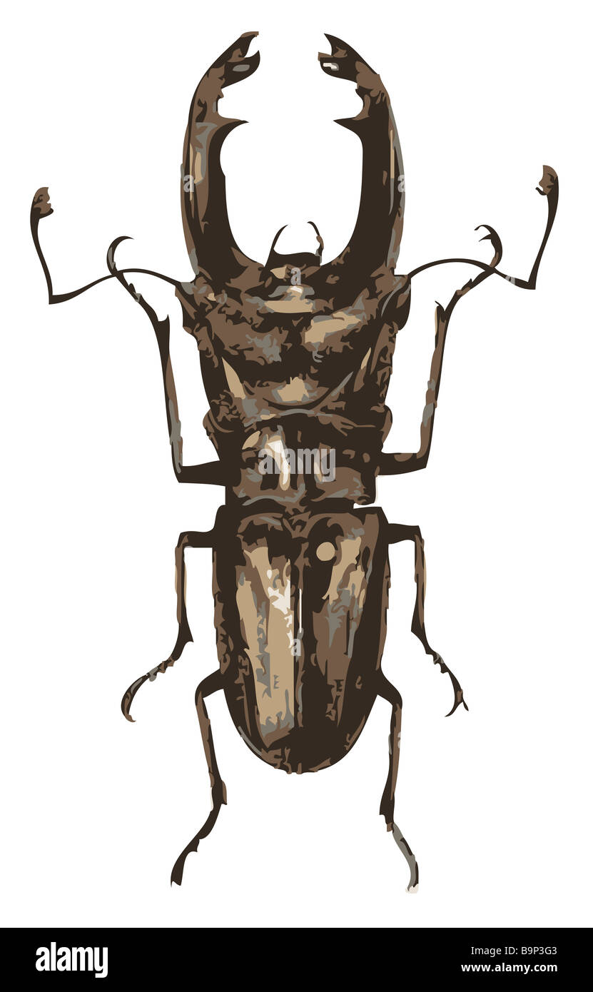 Illustration of Cyclommatus zuberi WATERHOUSE 1876 Stock Photo Alamy