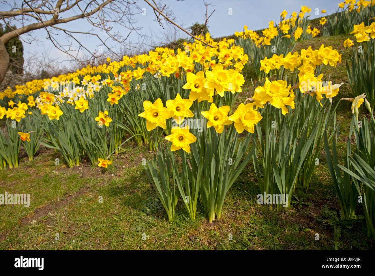 Large bank of flowering daffodils in spring sunshine Woodmancote UK Stock Photo