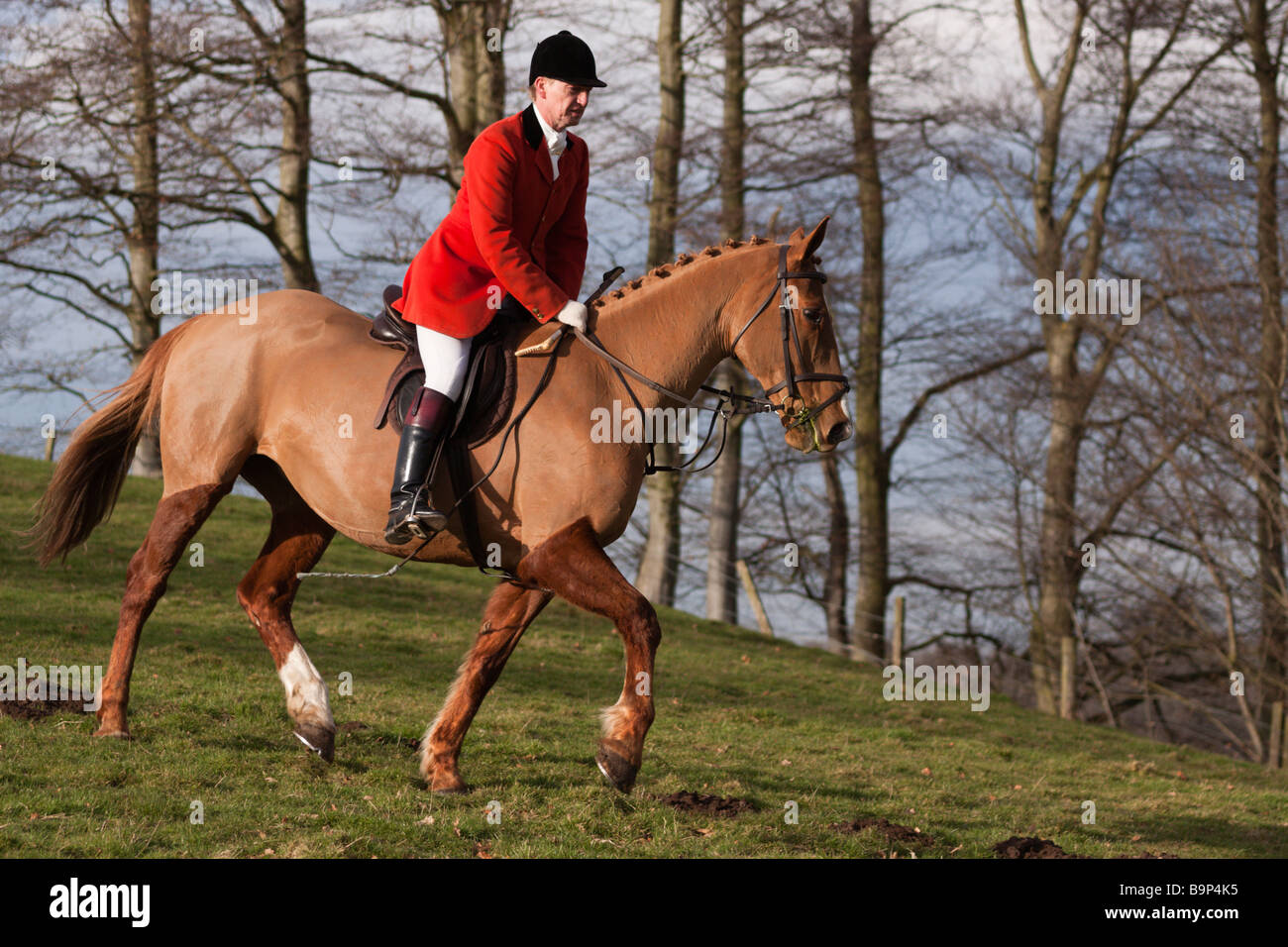 Master of the Hunt wearing hunting pink red on horseback Stock Photo