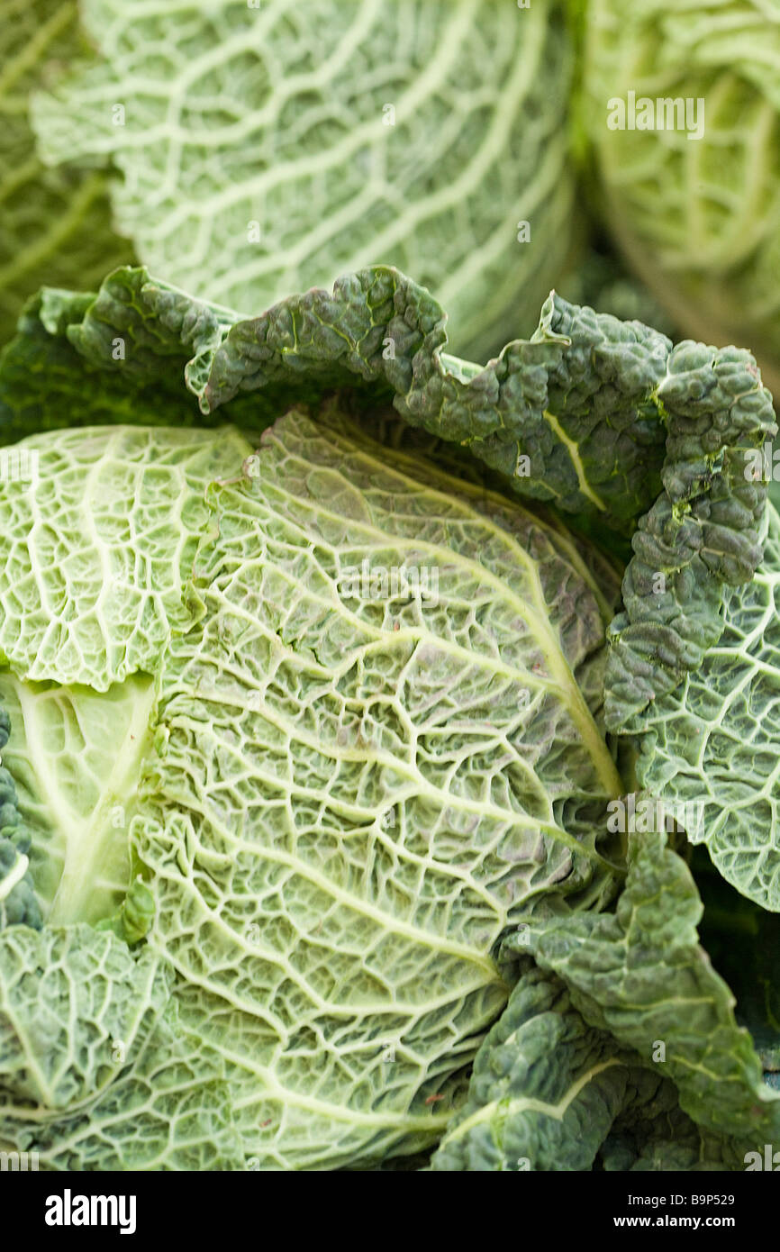 cabbage leaf Stock Photo