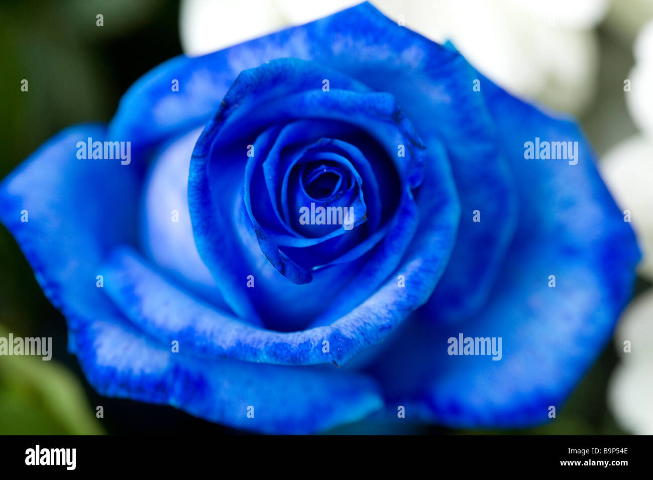 blue flower rose Stock Photo