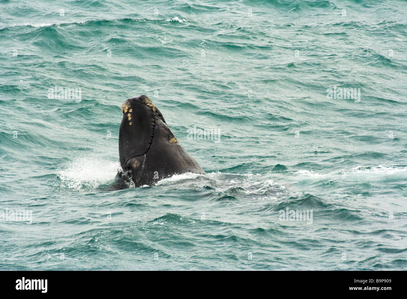 Right whale baby hi-res stock photography and images - Alamy