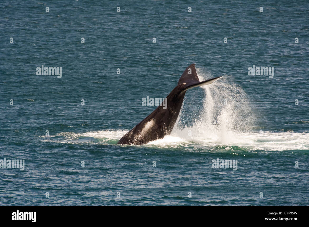 Southern Right Whale - Tail Stock Photo - Alamy