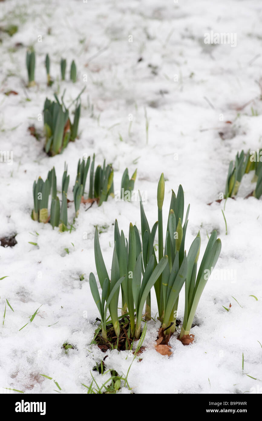 Emerging daffodils in late winter snow Scotland Stock Photo Alamy