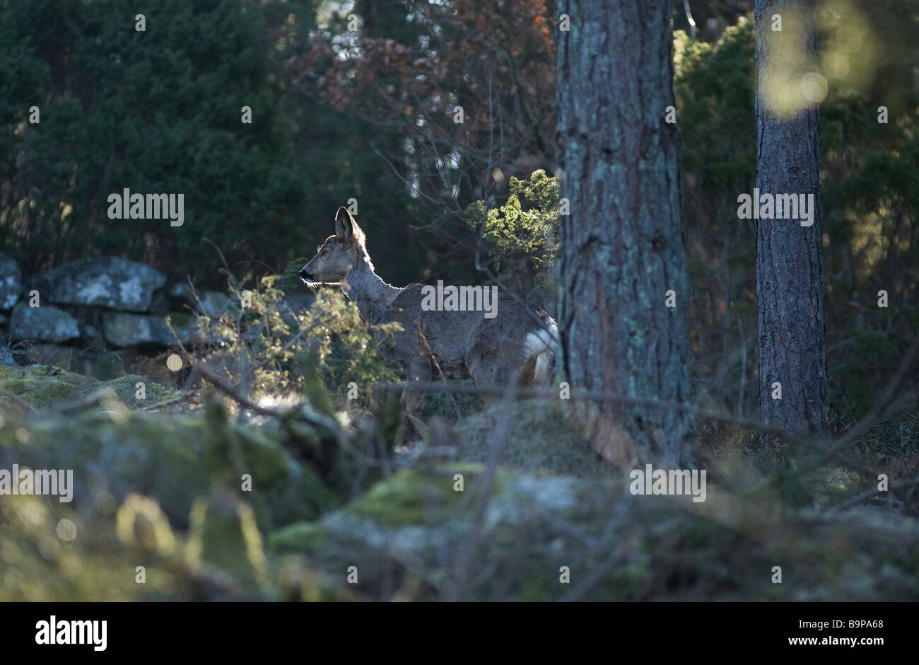 Sweden Roe Roe deer in the wild, Sweden Stock Photo - Alamy