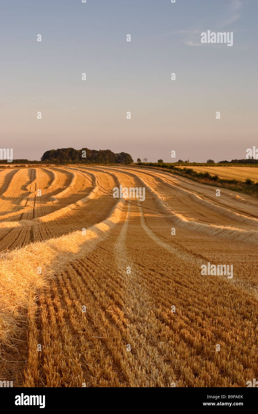 Corn Field at Sunset South Dalton near Beverley East Yorkshire England ...