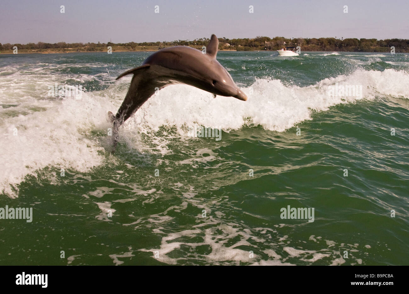 Dolphin fish diving in sea Stock Photo