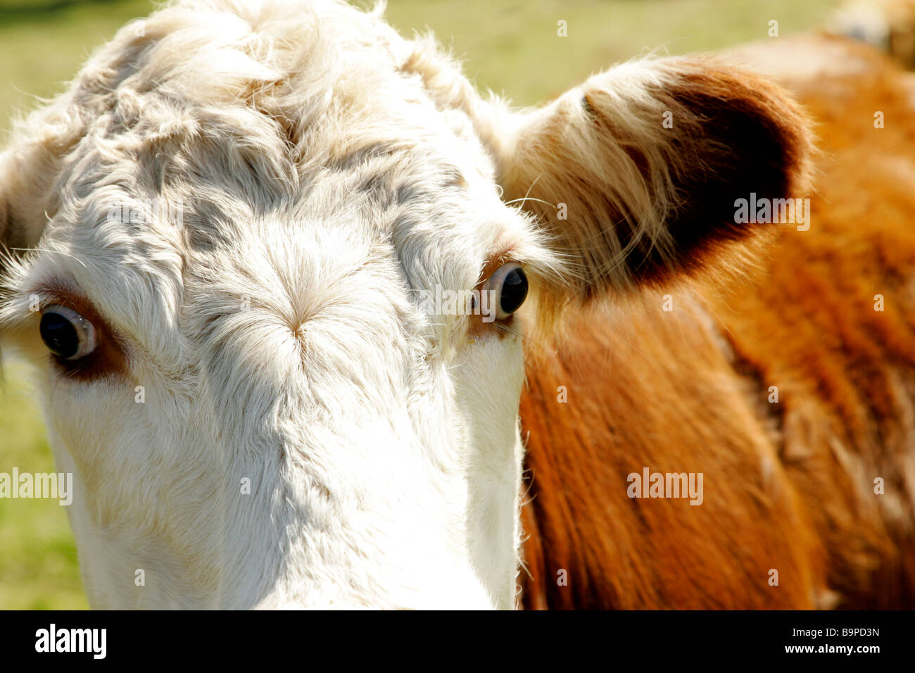 Close Up of Cow brown and white Stock Photo - Alamy