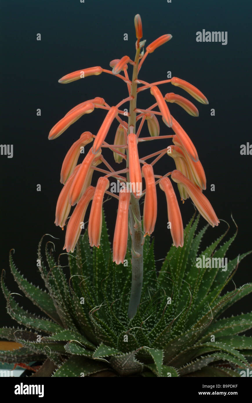Blooming medicinal plant Aloe Vera Stock Photo