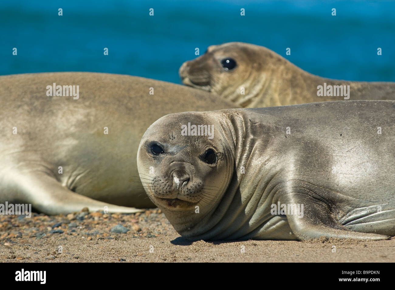 Elephant seals in the coast of Peninsula Valdes Patagonia Argentina Stock Photo