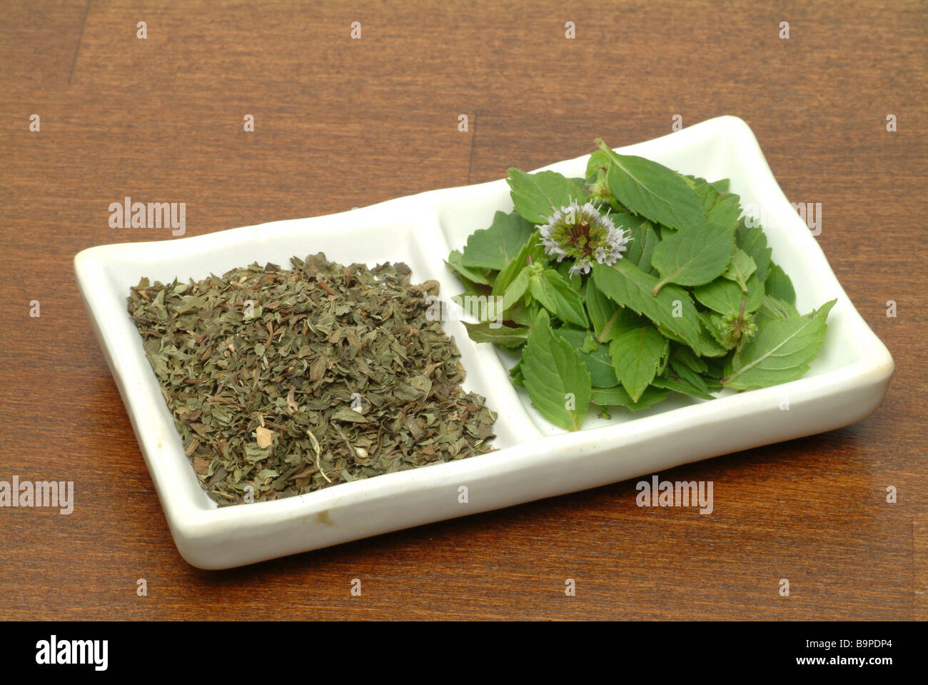 Medicinal plant Peppermint Pfefferminze Mentha piperita Menta piperina Stock Photo