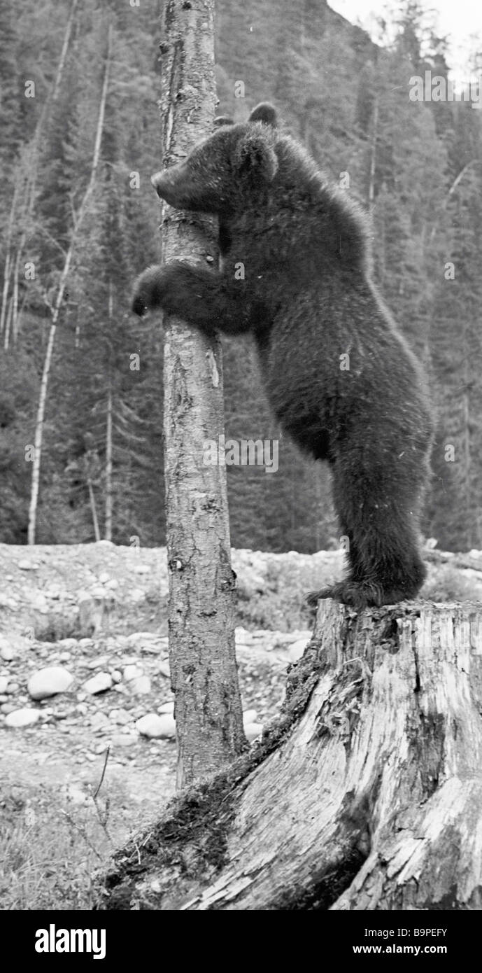 A bear stands on a stub holding on to a tree Stock Photo Alamy