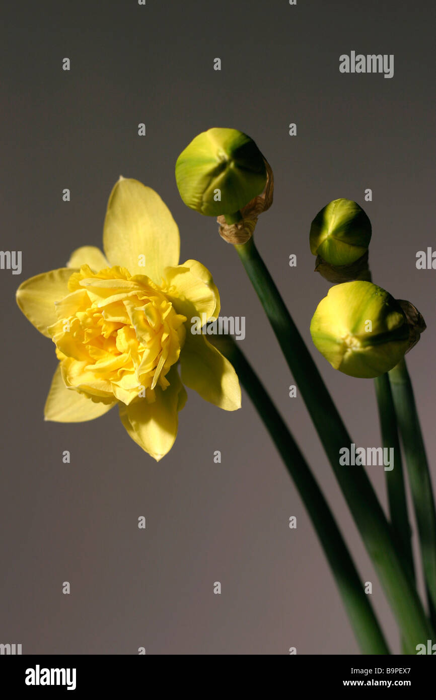 Cornish daffodils hires stock photography and images Alamy
