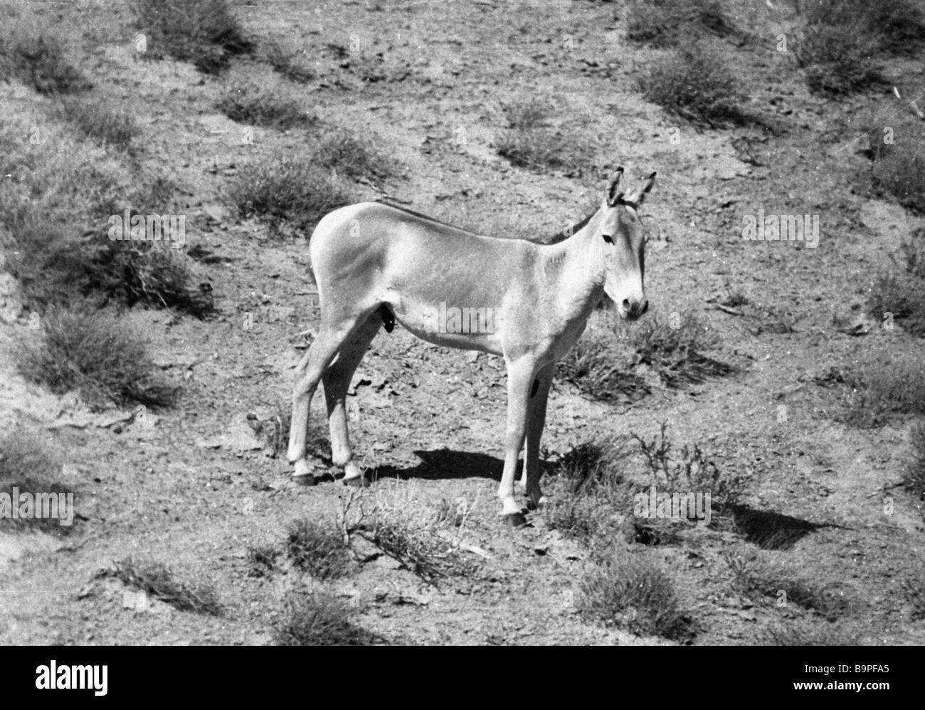 An Asiatic wild ass in the Badkhyz nature preserve Stock Photo