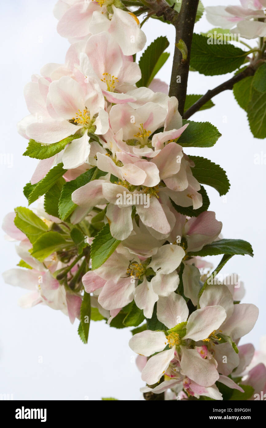 Close up of Apple Blossom on a Coxs Orange Pippin fruit Tree in Glossop in Derbyshire Stock Photo