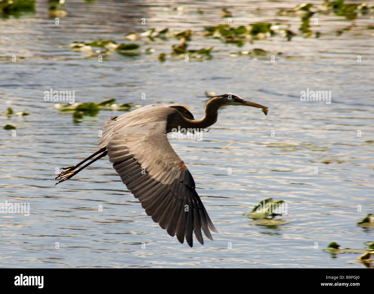 Blue heron bird,Florida,United States Stock Photo
