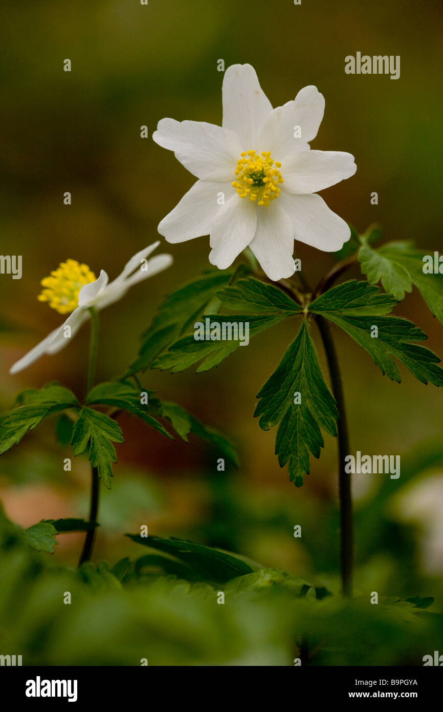 Wood Anemones Anemone nemorosa in flower in spring in ancient coppice