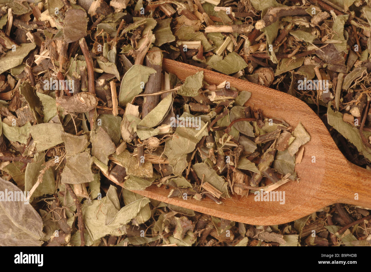 Dried herbs of medicinal plant Sternjasmin Chinese Star Jasmine Star Jasmine Trachelosperma jasminoides Stock Photo