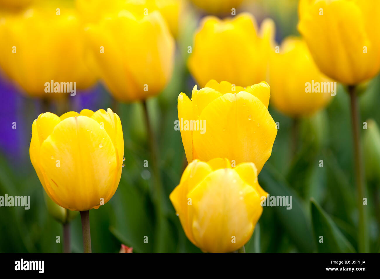 Yellow Tulip Field Stock Photo