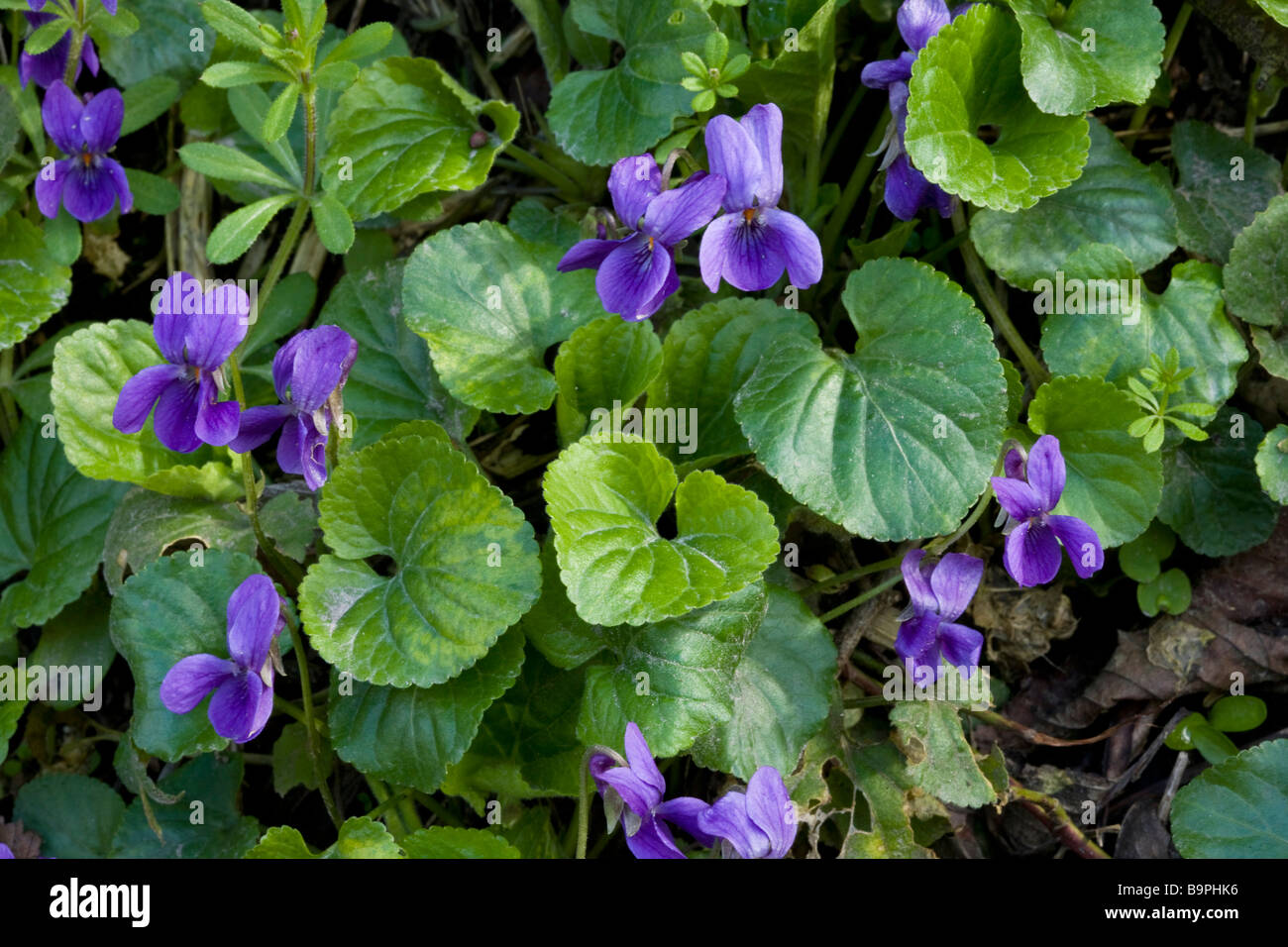 Sweet Violets Viola odorata in spring on woodland bank Dorset Stock Photo Alamy