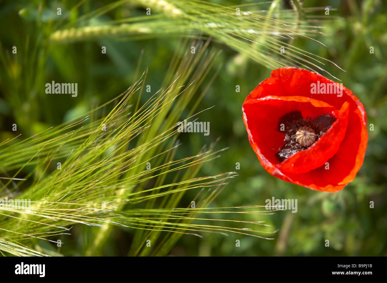 Close up lone flower hi-res stock photography and images - Alamy