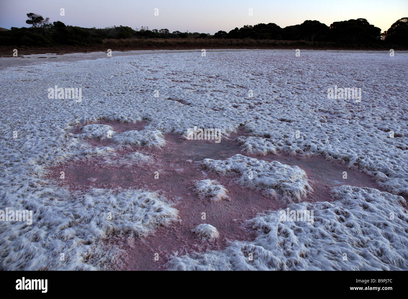Pink Lake on Rottnest Island, Western Australia is four times saltier than seawater. Stock Photo