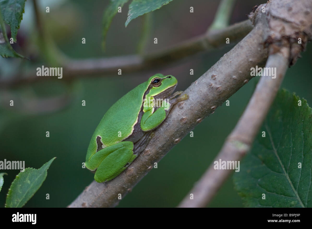 Common Tree Frog Hyla arborea Stock Photo