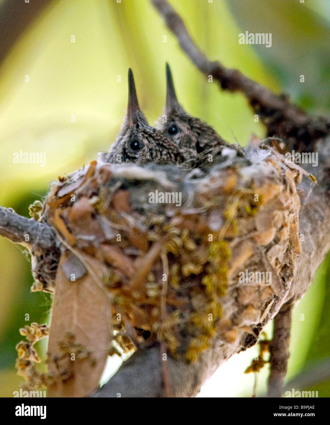 Hummingbird nest hires stock photography and images Alamy