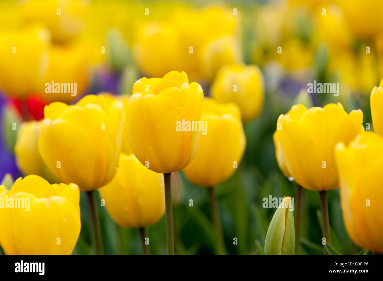 Yellow Tulip Field Stock Photo - Alamy