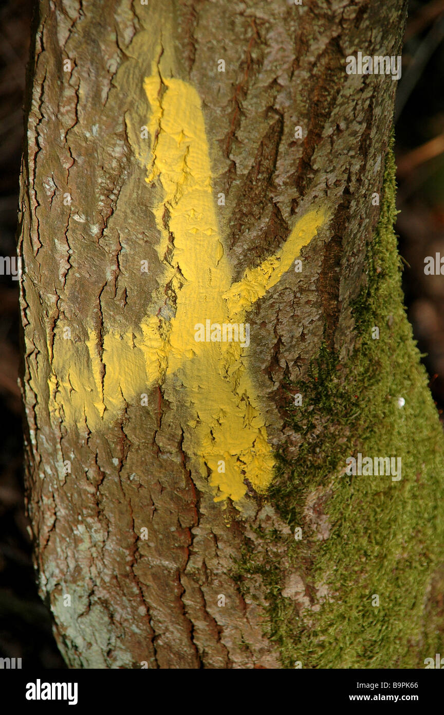 Tree of the cross hi-res stock photography and images - Alamy