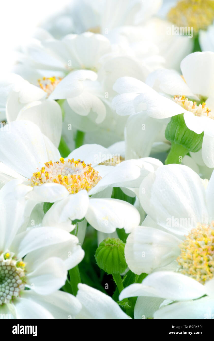 White beautiful camomiles Stock Photo
