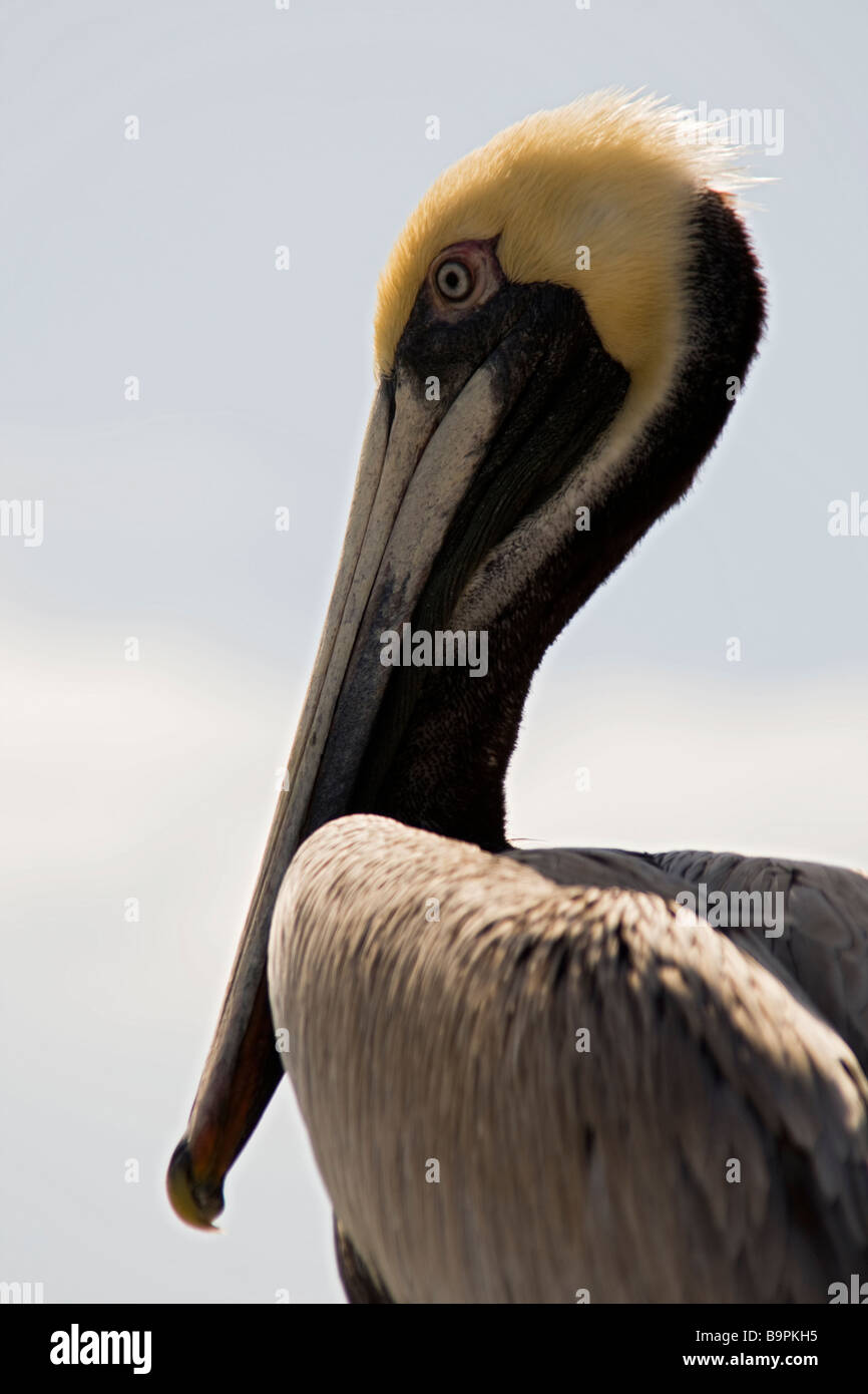Brown pelican,Florida,United States Stock Photo