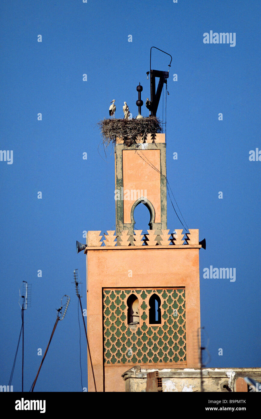 Morocco, Marrakesh, White Stork (Ciconia ciconia) on a mosque Stock Photo