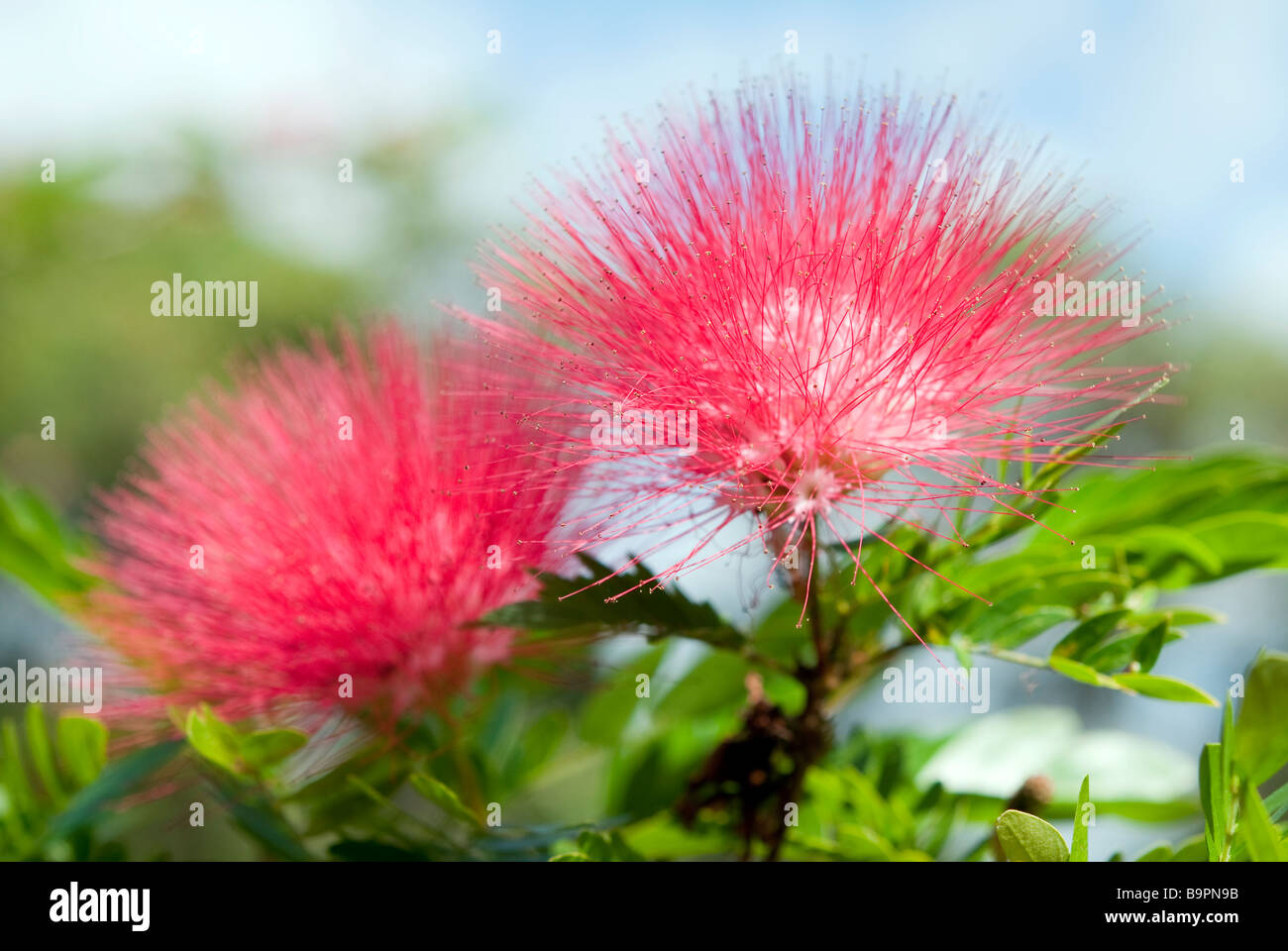 Crimson Bottlebrush Callistemon growing near Sydney Australia Stock Photo