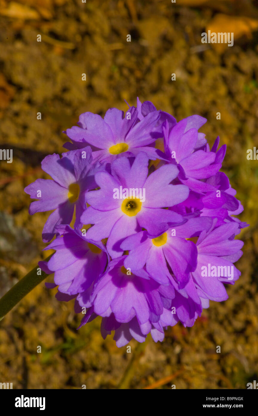 Primula Denticulata Himalayan Primrose Violet Stock Photo