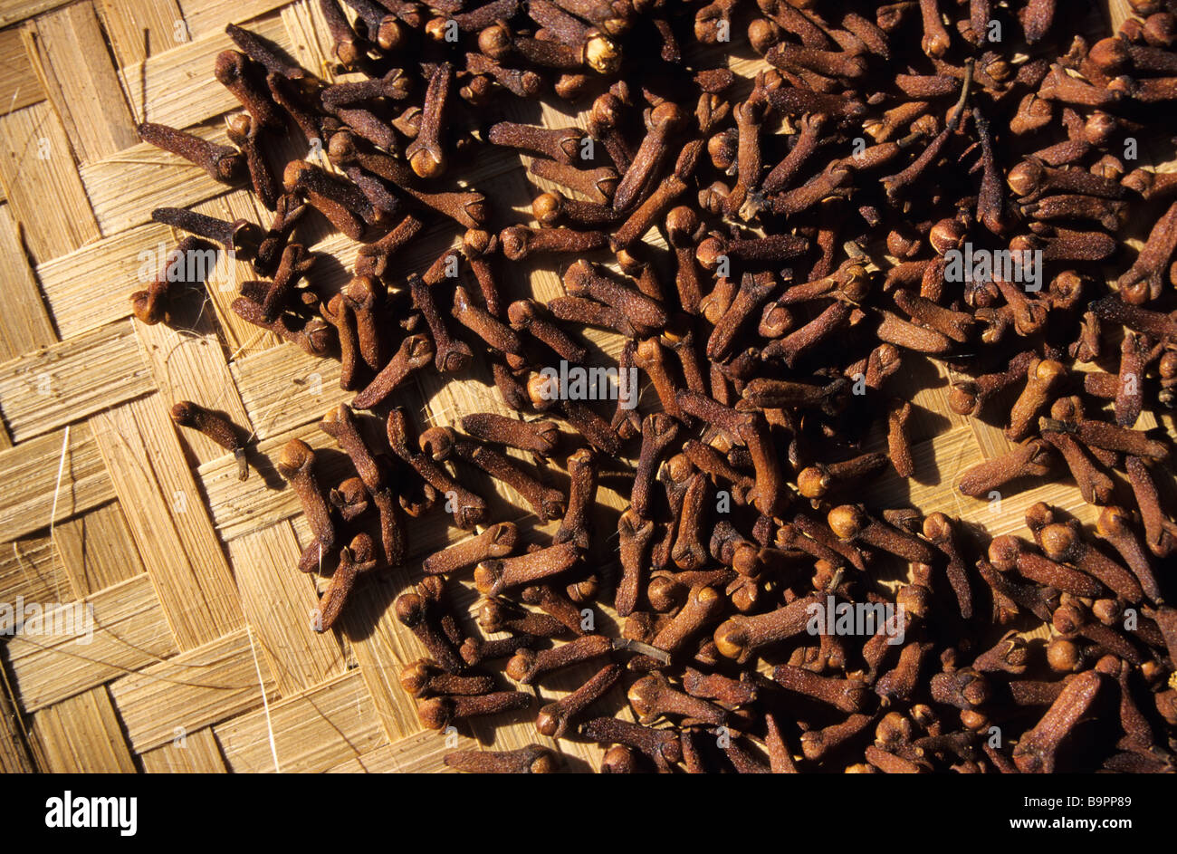 Indonesia, Bali, Munduk, cloves drying Stock Photo Alamy