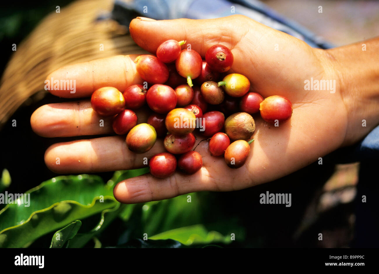 Indonesia, Bali, coffee beans Stock Photo Alamy