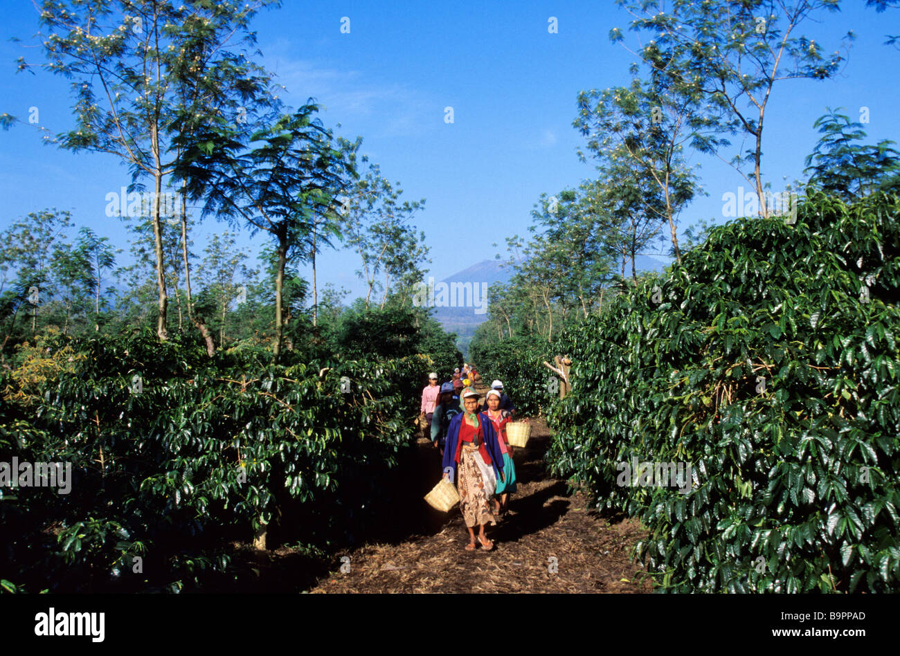 Indonesia, Java, coffee plantation Stock Photo Alamy