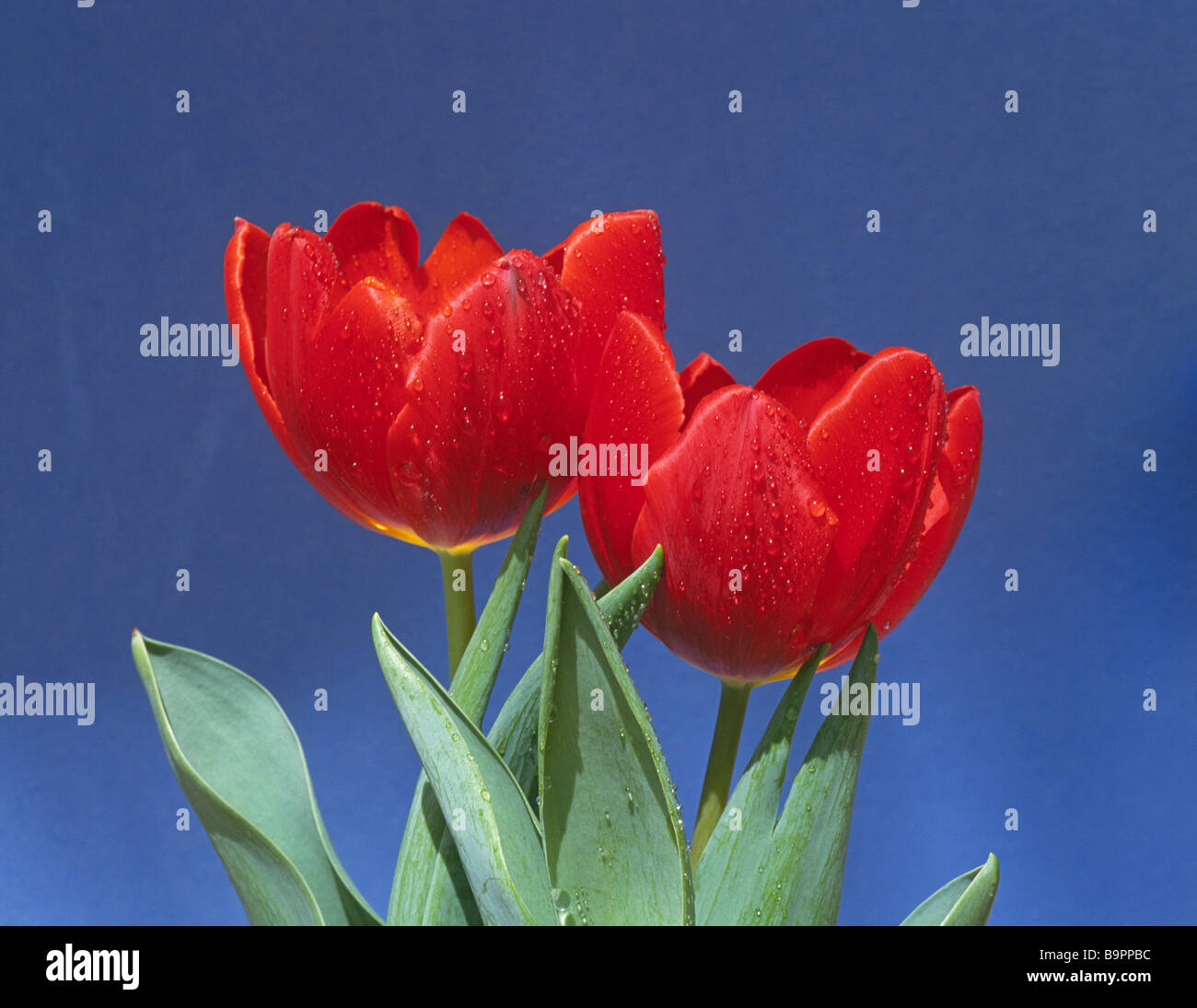 A beautiful bouquet of spring red tulips Stock Photo - Alamy
