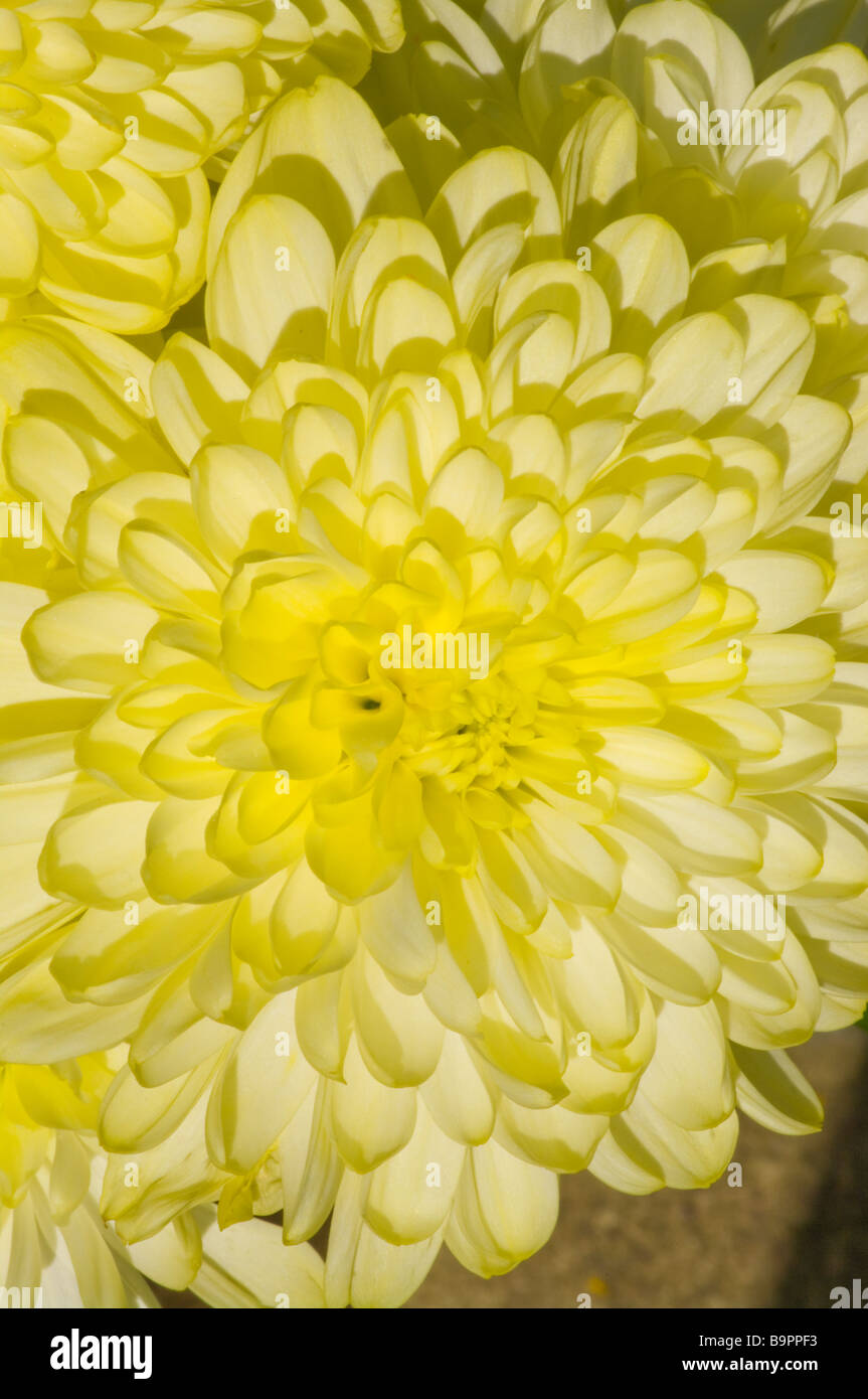 Pale Yellow Chrysanthemum chrysanthemums Stock Photo Alamy