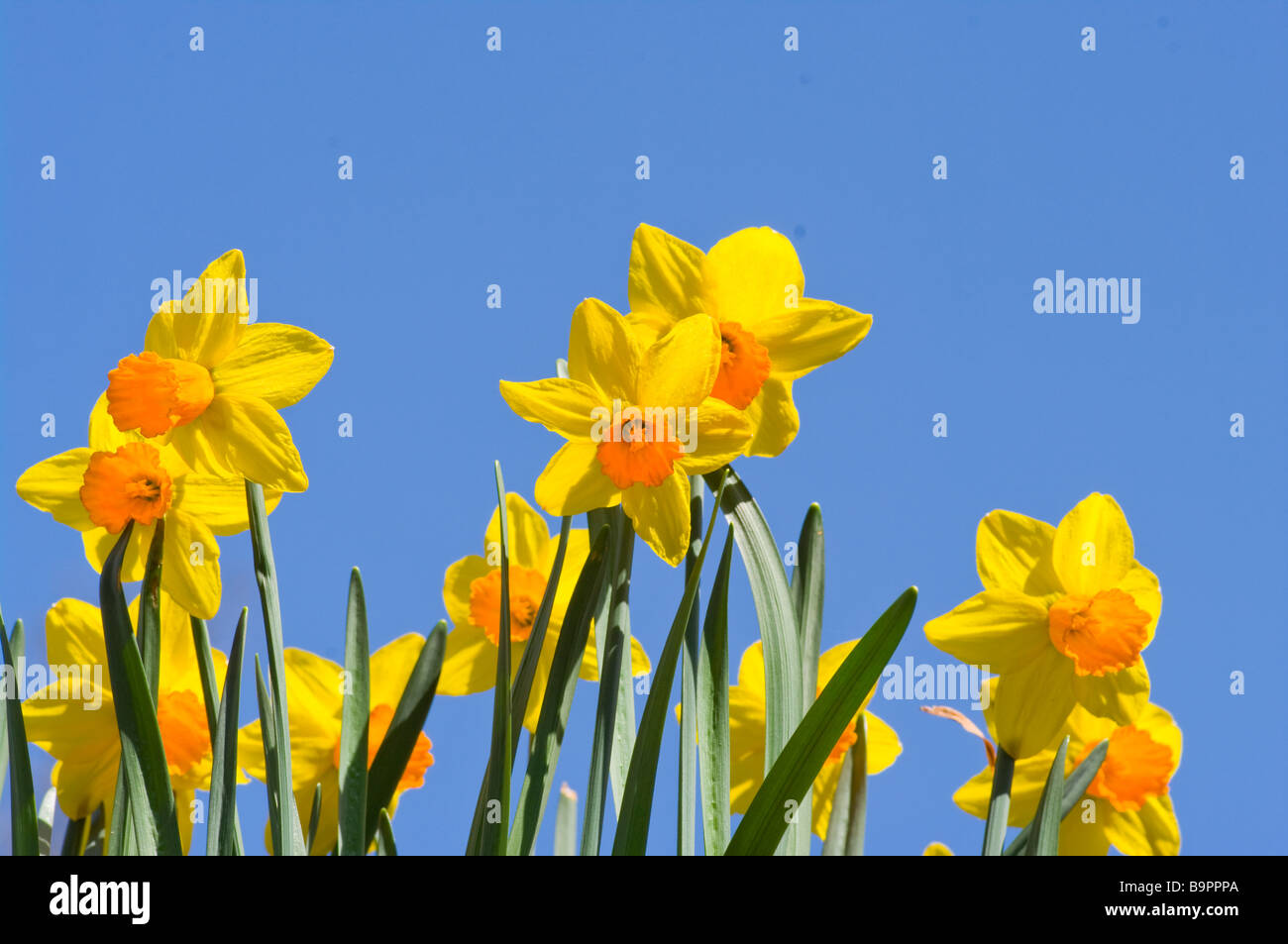Spring Daffodils against a Blue Sky Narcissus Stock Photo