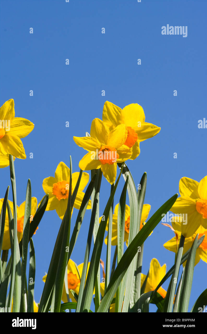Spring Daffodils against a Blue Sky Narcissus Stock Photo